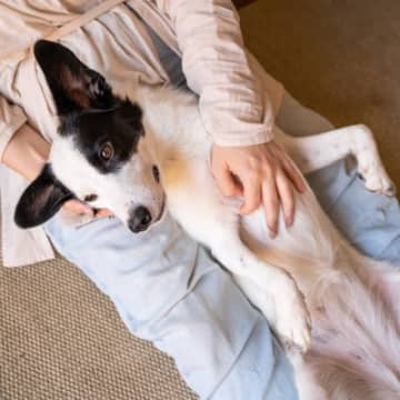 『嫉妬深い犬』特徴3選　ヤキモチを焼いてしまうシチュエーションやお世話の注意点とは？