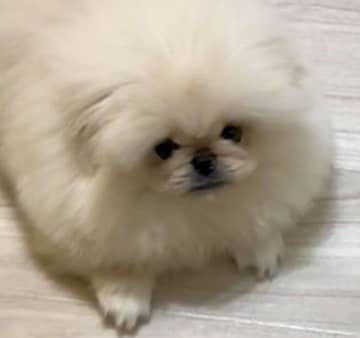 床で伏せているペキニーズの子犬が「切り餅」のよう！？“四角”すぎる愛らしい見た目にキュン！