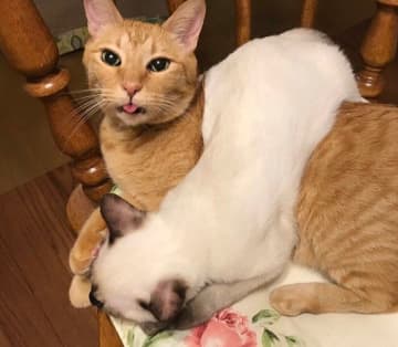 先住猫にべったり甘える保護子猫、毛色が白いと思っていたら→6年後の“焦げた姿”にびっくり！