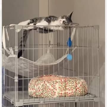 ケージから降りられず『助けを求めていた猫』→すぐには行けなかった結果…まさかの光景が15万再生「遠い目してるｗ」「諦めモードｗ」と爆笑