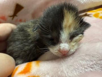 体重わずか80g、生後1週齢で保護された子猫　家族の愛に包まれて元気に成長している姿にほっこり！