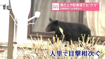 塀の上や駐車場でも“クマ”民家敷地で出没相次ぐ