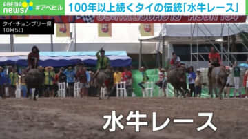 水牛が泥のトラックを疾走！ 100年以上続く“世界で唯一”のレース開催 タイ