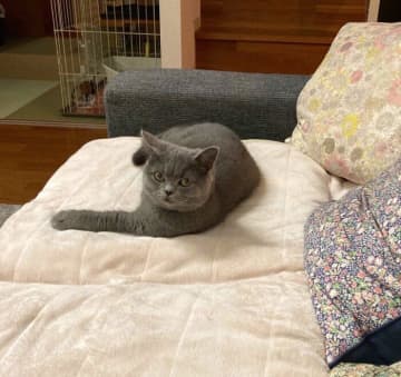 飼い主の“フェイスマスク姿”にびっくり！　猫が見せた驚きの反応と心理｜獣医師解説