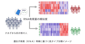スマホで撮影した顔写真から「肌遺伝子モード」を判定、花王とアイスタイルらが進める「RNAテック」とは　CEATEC会場でもその場で判定、「今使うべき化粧品」や「自分の状態」も把握可能