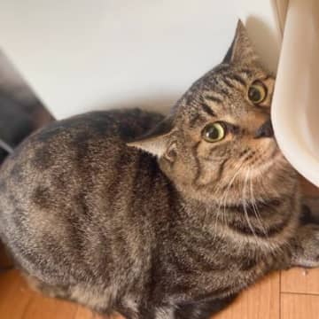 『ケージに入れたはずの保護猫がいない』と思ったら…まさかの『ケージの状態』に大仰天「ケンシロウ」「マジでハルク級で笑った」と3万いいね