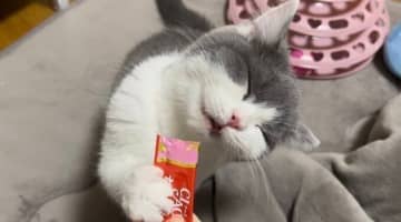 「なんて幸せそうな顔なんだ」液状おやつを初めて食べた子猫の表情のワケを獣医師に聞いた