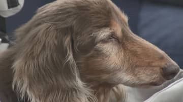 20歳5カ月の愛犬に感謝「子育ての伴走者、支えてくれた」　長生きの秘訣は家族の愛情「穏やかに一日一日過ごして」