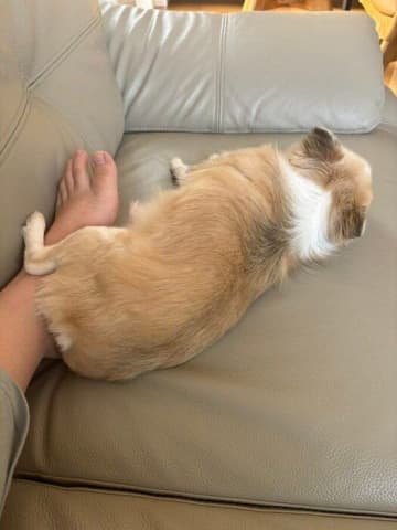 ソファで寝ていた飼い主さんの足元にくっつく愛犬、その気持ちとは？獣医師が解説