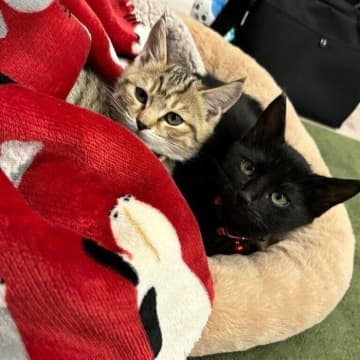 保護施設から迎えたあどけない子猫が、2年で立派に成長！　黒猫&キジトラ兄弟のビフォーアフターにほっこり