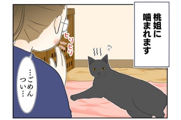 【マンガ・老猫日誌＃27】健康のバロメーターは「ペロペロ」。18歳の元保護猫・桃姐