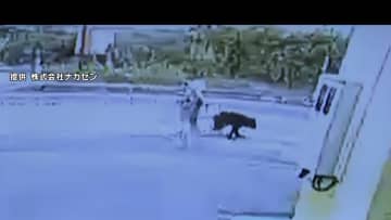 【動画】82歳女性が悲鳴…秋田で散歩中クマに襲われる瞬間　顔引っかかれる　岩手の山林に損傷激しい遺体…73歳男性7日から不明