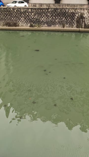 県庁前の都川にエイの群れか　千葉市　汽水域、年に数回海から遡上