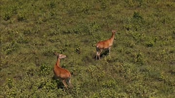 科学的保護が奏功、カイナンターミンジカの生息数回復　中国海南省