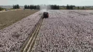 1100平方キロの綿花畑で収穫開始　中国新疆ウイグル自治区巴楚県