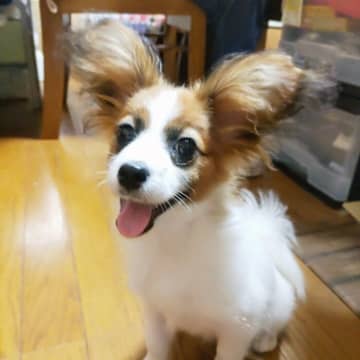 おもちゃ遊びよりも「家族にくっついていたい」生後5カ月パピヨン子犬→2カ月後、‟甘えん坊”はそのままに、ひとり遊びもできるまでに成長！