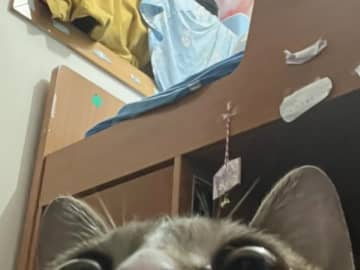 スマホの中に『撮った記憶のない写真』が？　真相に「めちゃくちゃ笑える！」「ベテランみたいだ」