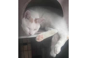「犯人は疲れて爆睡」　トイレットペーパーを細かく刻み尽くした元保護ねこ　やり切った姿に反響「丁寧な仕事ぶり」