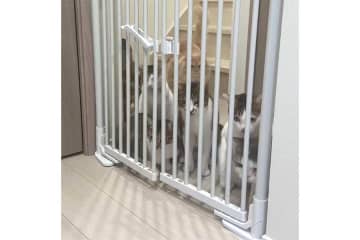 「ニャンゲートを突破する7匹のねこ」　予想外の展開に驚きの声　「液状化するのかと思ったら」