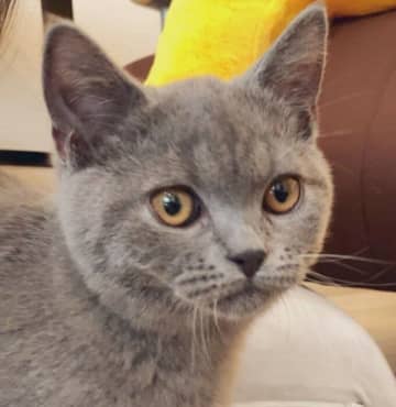 「すごいコだな」と驚き！　お迎え初日から堂々としていた子猫→3才の今は「ワンちゃんみたい」と言われる猫に