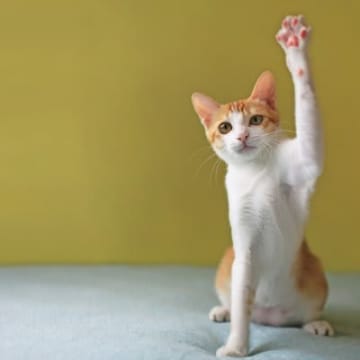 猫にも『右利き・左利き』があるって本当？利き手の見分け方や不思議な傾向をご紹介