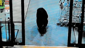 クマが各地に…秋田・大仙市で散歩中の82歳女性に飛びかかる　札幌市西区では出没付近の小・中学校は臨時休校、群馬・沼田市ではスーパーに侵入
