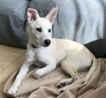 “澄まし顔”が印象的な保護子犬→6年後は“風格漂う”姿に！　成長ビフォーアフターにほっこり