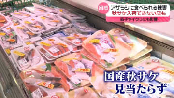 “仕入れ値倍以上”不漁続く「秋サケ」にアザラシが追い打ち…入荷できない店も