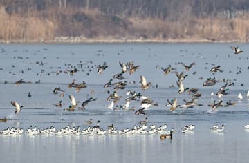 湿地の渡り鳥保護に、ドローンやAI活用　中国天津市