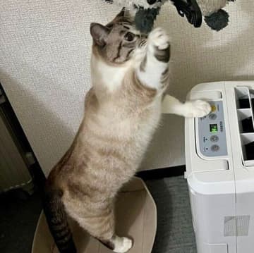 ずっと一緒に過ごしているお友だちが！お迎えから1年を迎える保護猫のぬいぐるみ愛にキュン