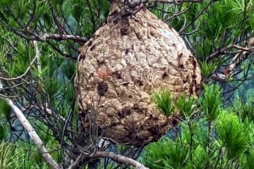 高速道路上で車を降りスズメバチの巣を捕獲「さなぎを食べたくて前から気になっていた」―中国