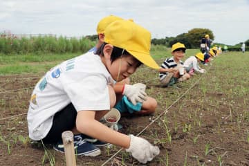 相模川河川敷で児童ら約100人が種まき　秋冬に開花のヒマワリ、休耕地いっぱいに