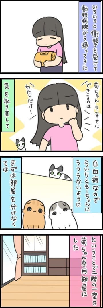 感染対策のための新しい部屋作りと、猫たちへの思い【連載】もふもふスコたん#358