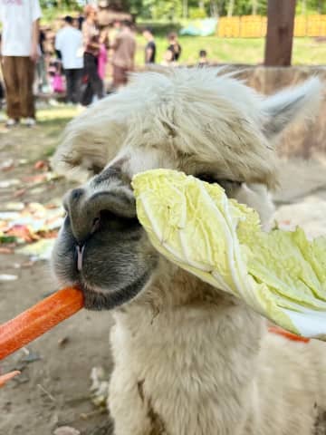 サファリパークのアルパカ、客が餌をやりすぎて満腹になり地面に倒れ白目むく―中国