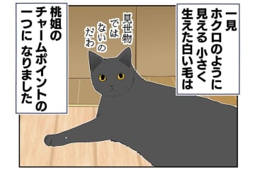 【マンガ・老猫日誌＃29】年をとってもかわらないもの…18歳の元保護猫・桃姐