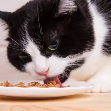 猫に与えるべきではない『消化に悪い食べ物』6選　起こりうる症状や対処法を解説