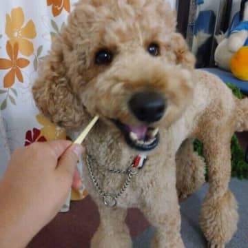 犬の歯みがきを上手に進めるコツとは？お悩みQ&Aで対処法も紹介！