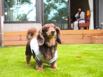 【亀の井ホテル 青梅宿泊記】広々ドッグランを独り占め！都心からアクセスよしの愛犬の宿