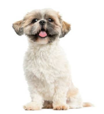 シー・ズーの性格　飼い方のコツ・飼い主の悩みQ＆A｜いぬのきもち 犬図鑑