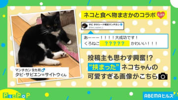 投稿者も思わず興奮!?猫が“挟まった”可愛すぎる姿に「食べちゃいたい！」と反響続々