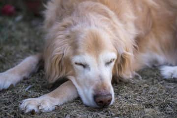 「愛犬の最期に会えなかった」後悔を乗り越え、前を向くための禅僧・枡野俊明さんの教えと供養方法