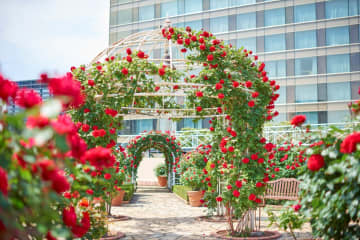 ホテルニューオータニ(東京)レッドローズガーデン、3万輪のバラ咲く"秘密の花園"でアフタヌーンティー