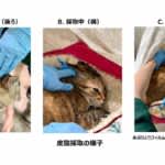 あぶらとりフィルムでネコ皮脂を採取しウイルス感染検査に成功　宮崎大学