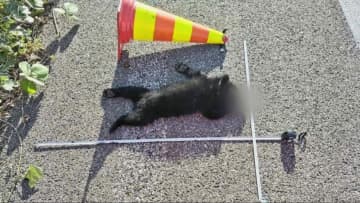 北陸自動車道で死んだクマは3頭に、行方がわからなかった子グマも100メートル離れた路上で死んでいるのが見つかる