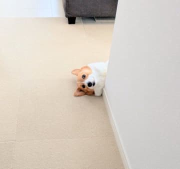 ゴミ出しに行ったママの帰りを“ひょこっ”と確認するコーギーが話題　愛らしい待ち方に癒される！