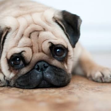 犬が『悲しい』と感じているときにみせるサイン5選　愛犬にツライ思いをさせないための配慮や適切なケアまで