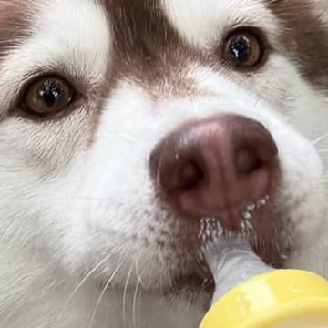 2歳の成犬ハスキー→『自認が赤ちゃんすぎる』まさかの光景に9万いいね集まる「ヒトならまだ赤ちゃんだもんｗｗ」「致死量のバブみ…」と悶絶
