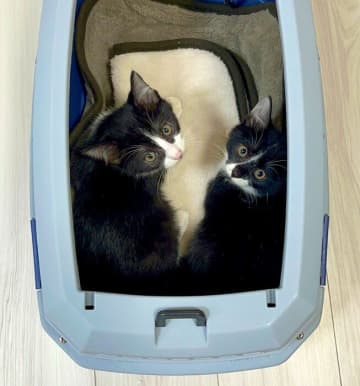 子猫との暮らしは予想外の連続⁉ 生後4カ月の保護猫“兄妹”をお迎え→2匹の成長をこれからも見届けたい