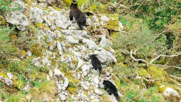 ブナの大凶作予想で被害拡大か？クマはなぜ畑や町に降り、人を襲うのか。生態と行動をひもとく