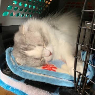 猫と避難訓練をしよう！ 災害時「すぐ出発」するための備え・持ち出し品とは